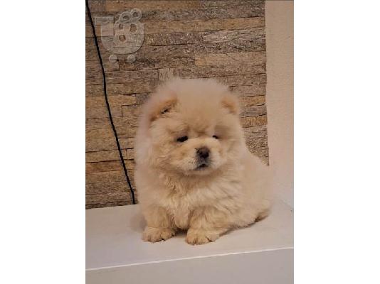 PoulaTo: Κουτάβια Chow Chow
